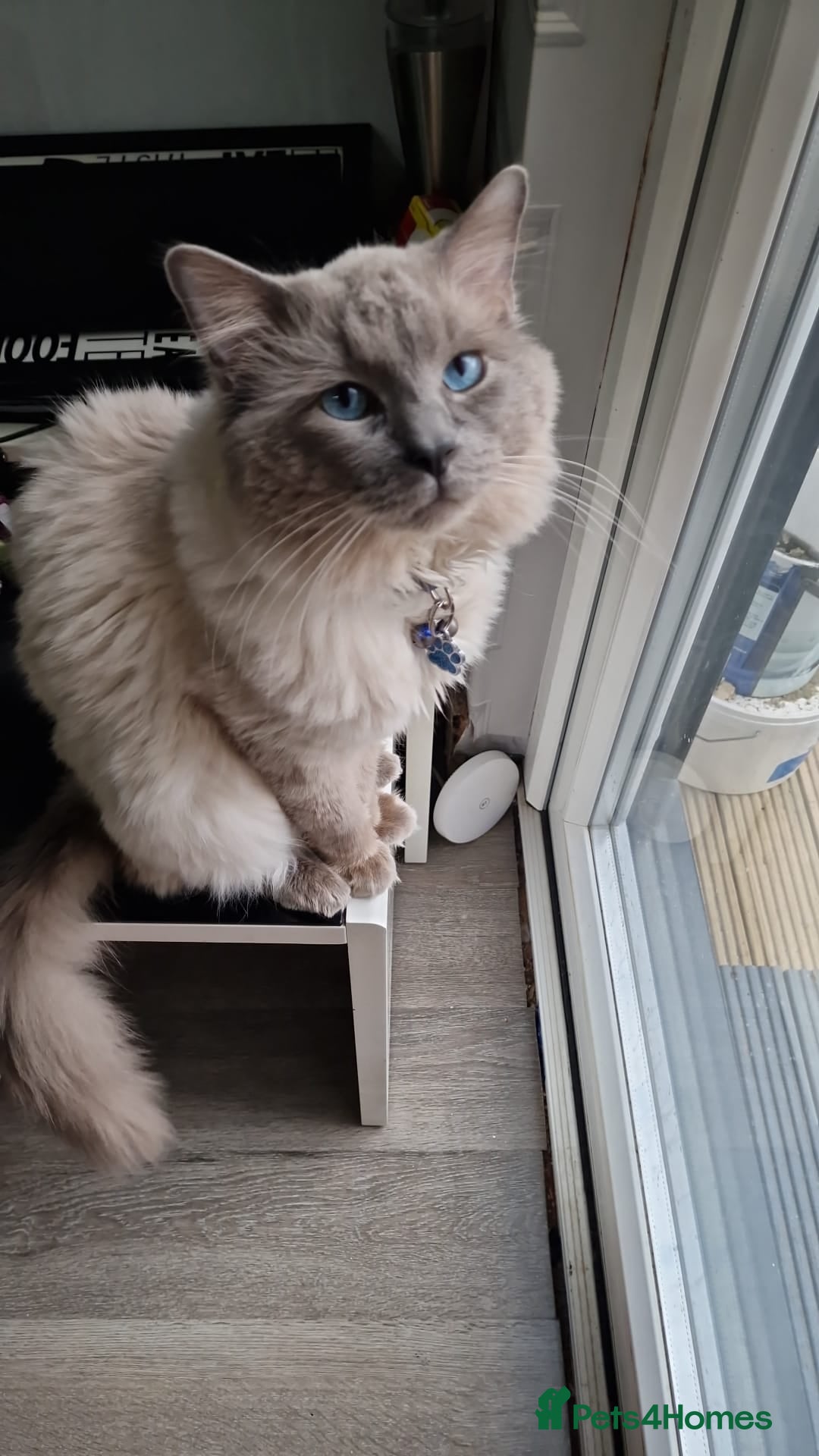 Ragdoll cats for sale: Ready to collect-Blue Point Kittens-Vaccinated - Image 29