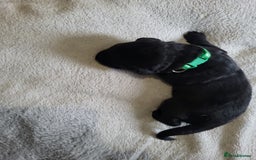 Labrador Retriever dogs for sale: 9 Gorgeous Labrador Puppies  - Image 5