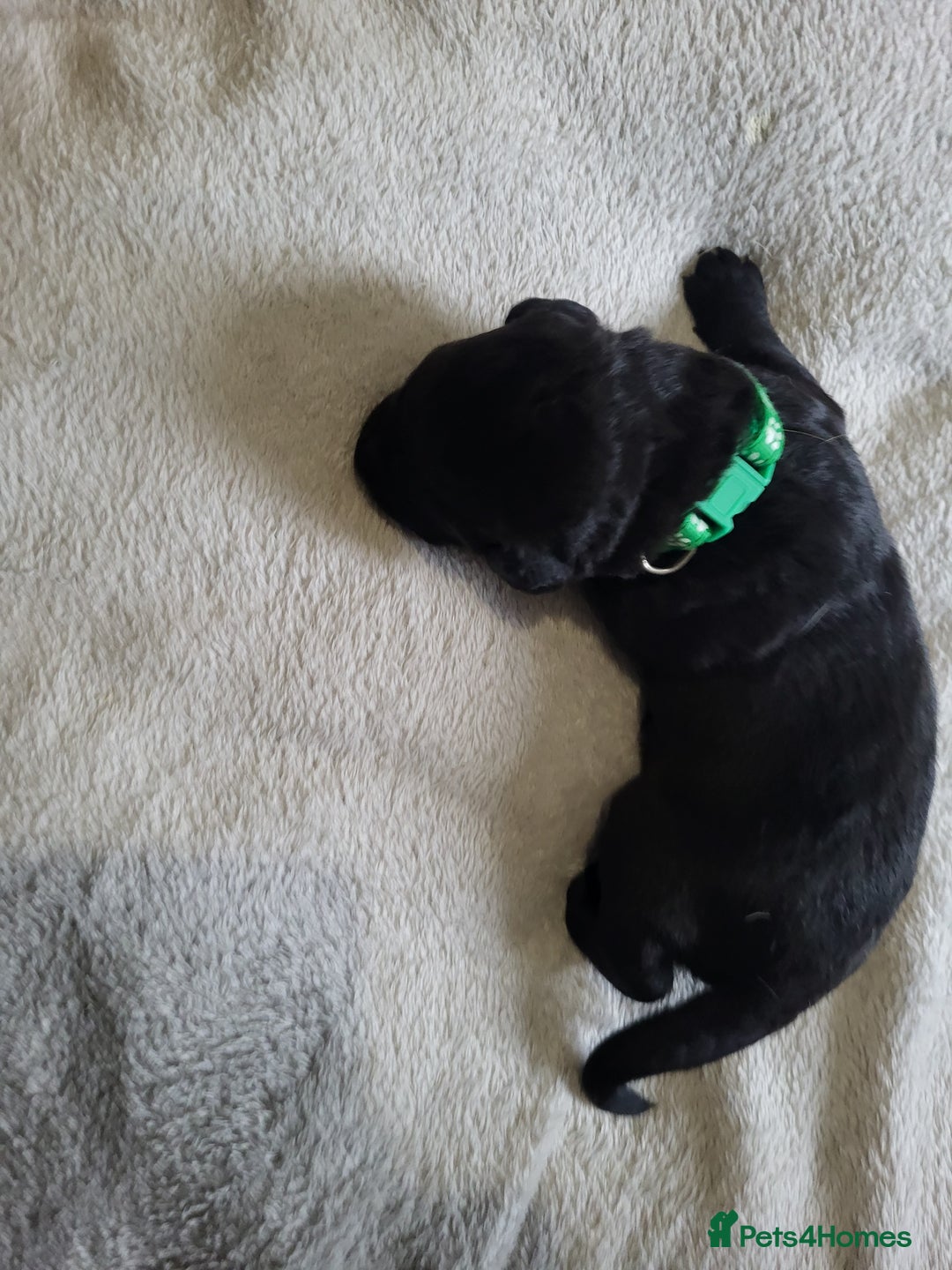 Labrador Retriever dogs for sale: 9 Gorgeous Labrador Puppies  - Image 5