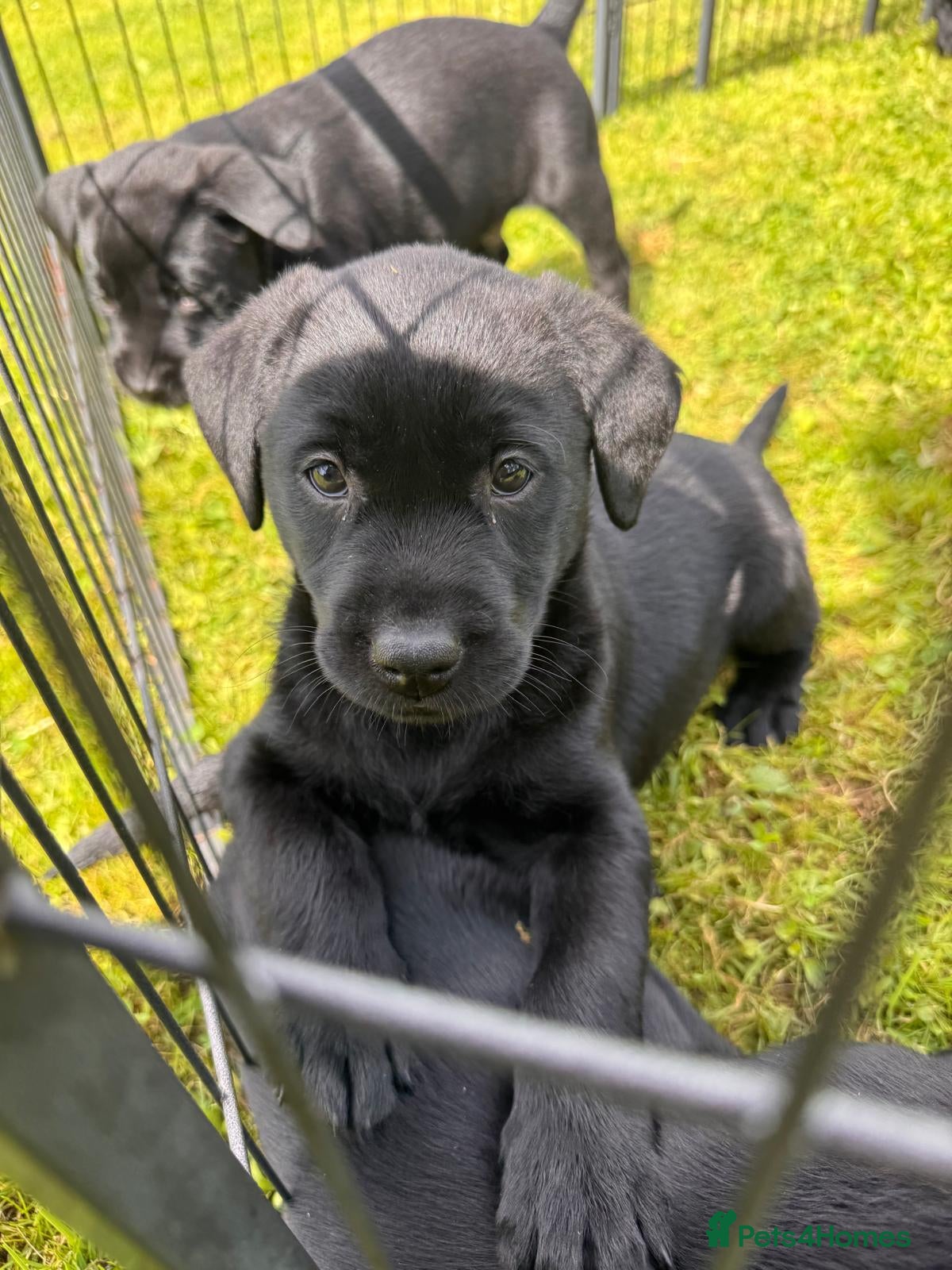 Labrador Retriever dogs KC Registered Black Labrador puppy-6 female 2 male - Advert 5