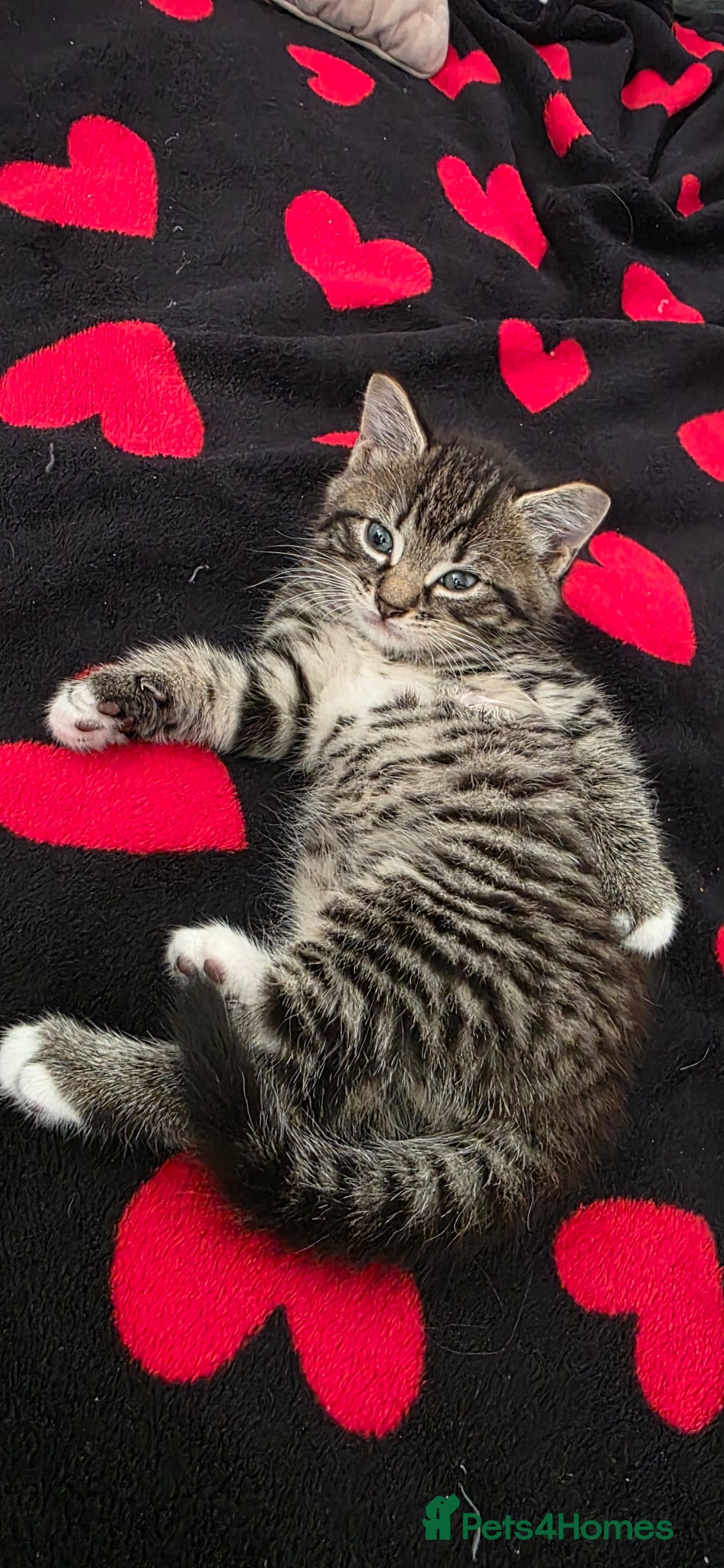 Mixed Breed cats for sale: Kitty  - Advert 3