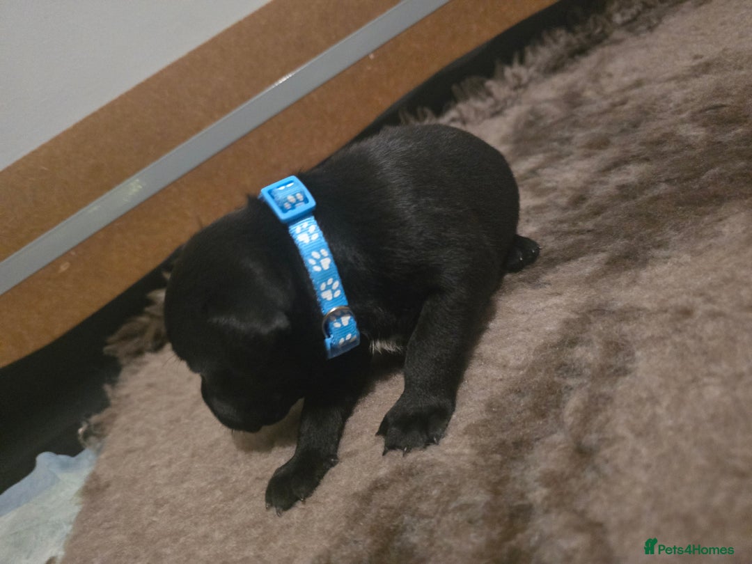 Staffordshire Bull Terrier dogs for sale: Kc registered Staffordshire bullterrier  - Advert 30