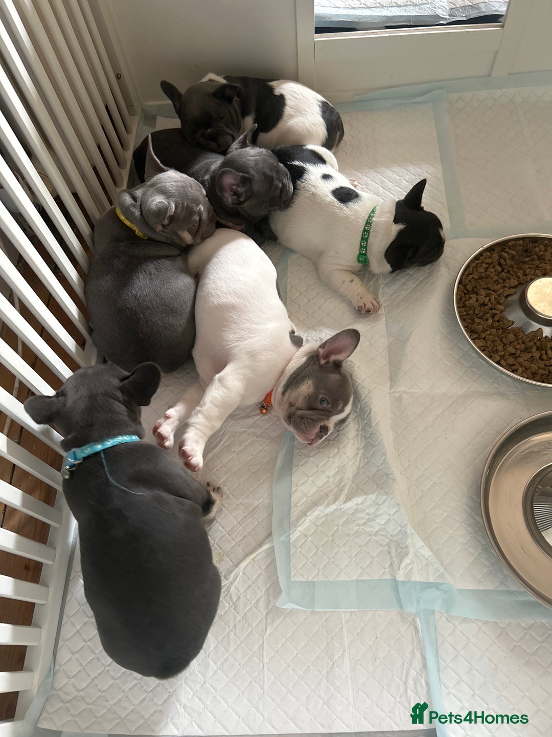 French Bulldog dogs for sale: ✨ REDUCED! STUNNING FRENCHIES LILAC TAN PIED 😍 - Image 18