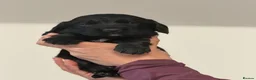 Cocker Spaniel dogs for sale: 3 working Cocker spaniel puppies  - Advert 18