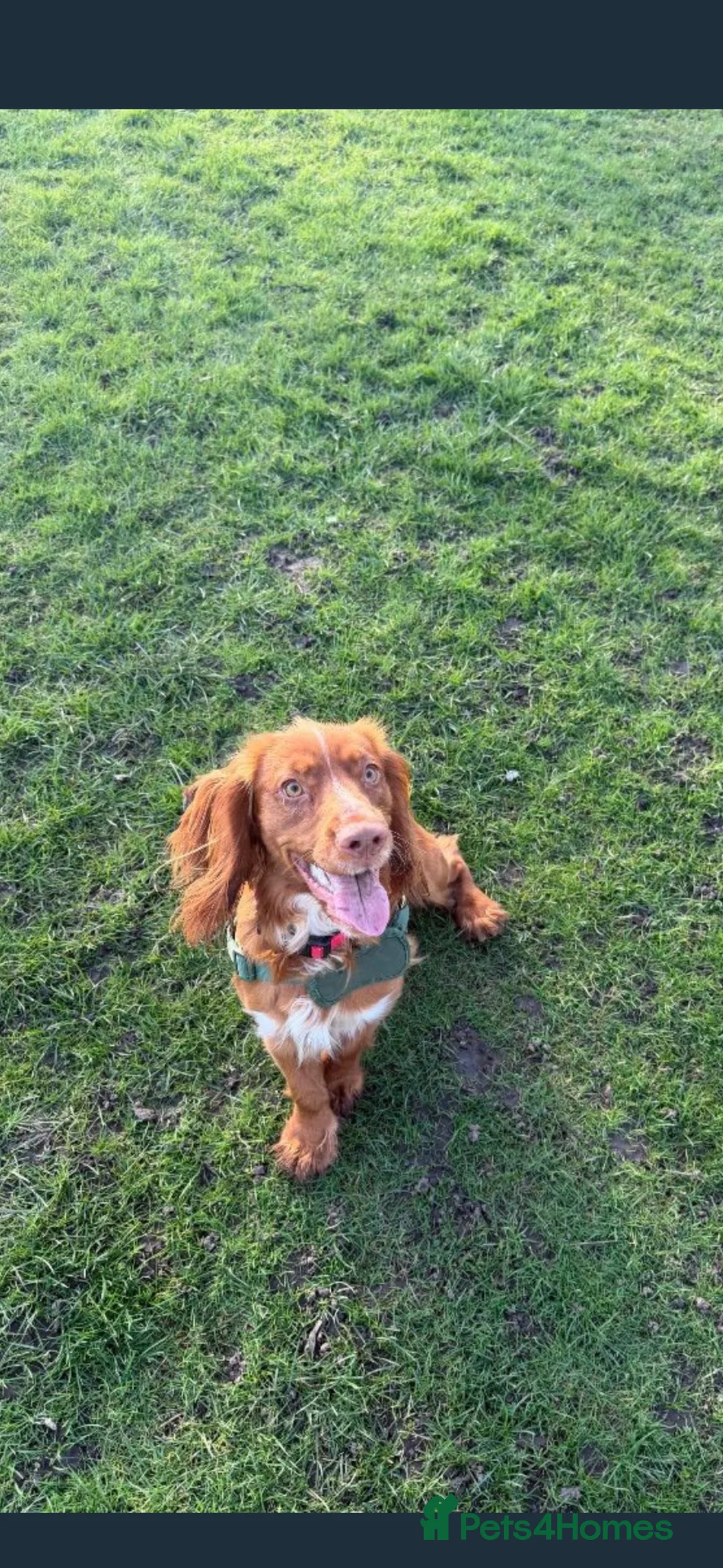 Cocker Spaniel dogs for sale: 11 month old male cocker spaniel  - Advert 2