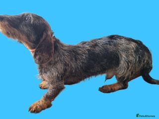 Miniature Dachshund dogs Wire Haired Dapple Dachshund Stud in Wolverhampton - Advert 19