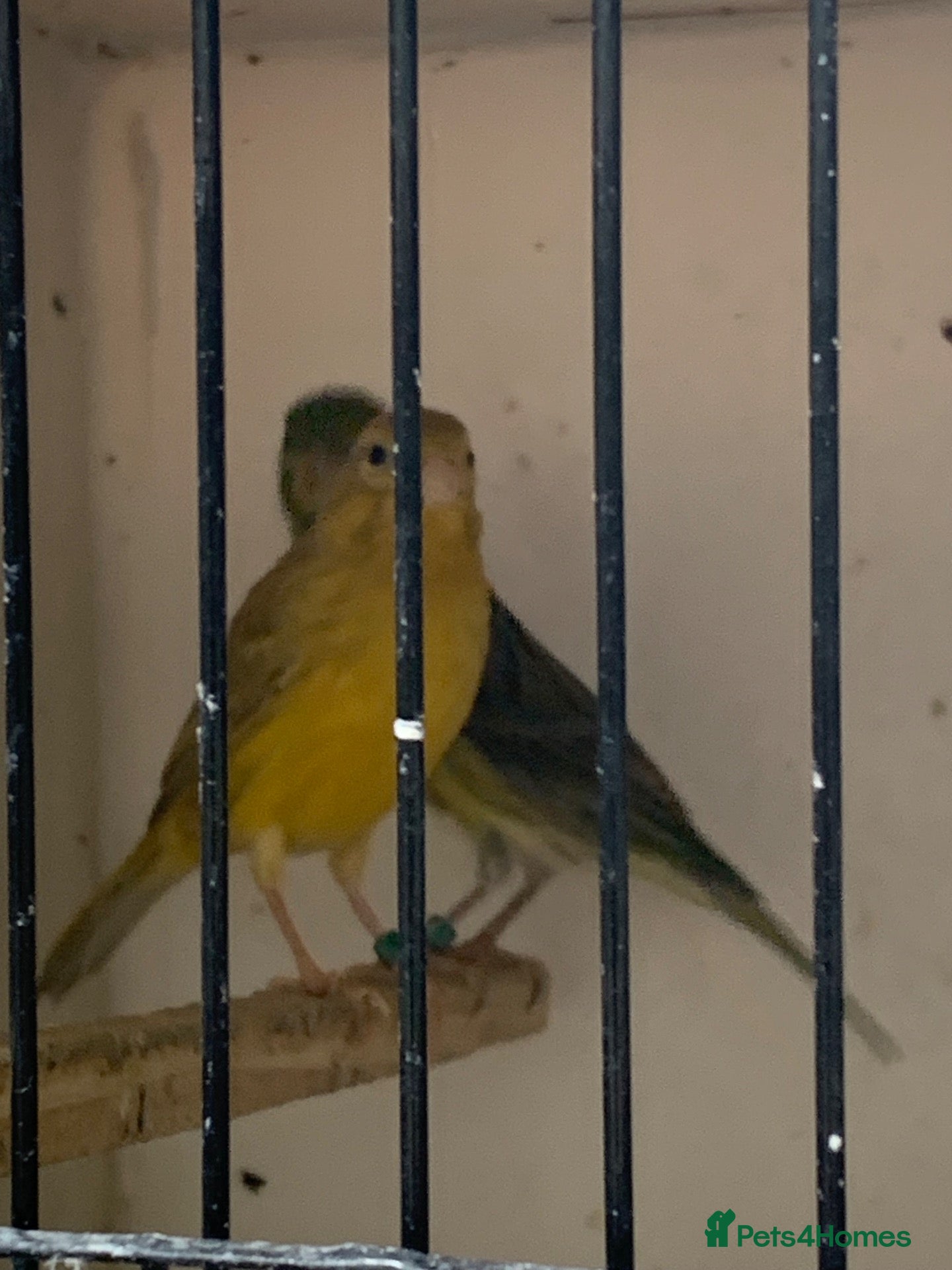 Canaries birds Raza canary - Advert 3
