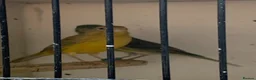 Canaries birds for sale: Raza canary - Advert 1