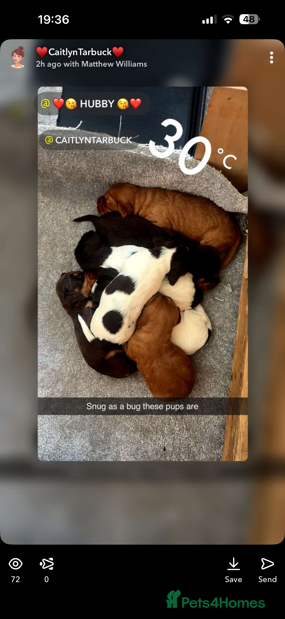 Cocker Spaniel dogs Beautiful cocker spaniel puppies for sale  - Advert 18