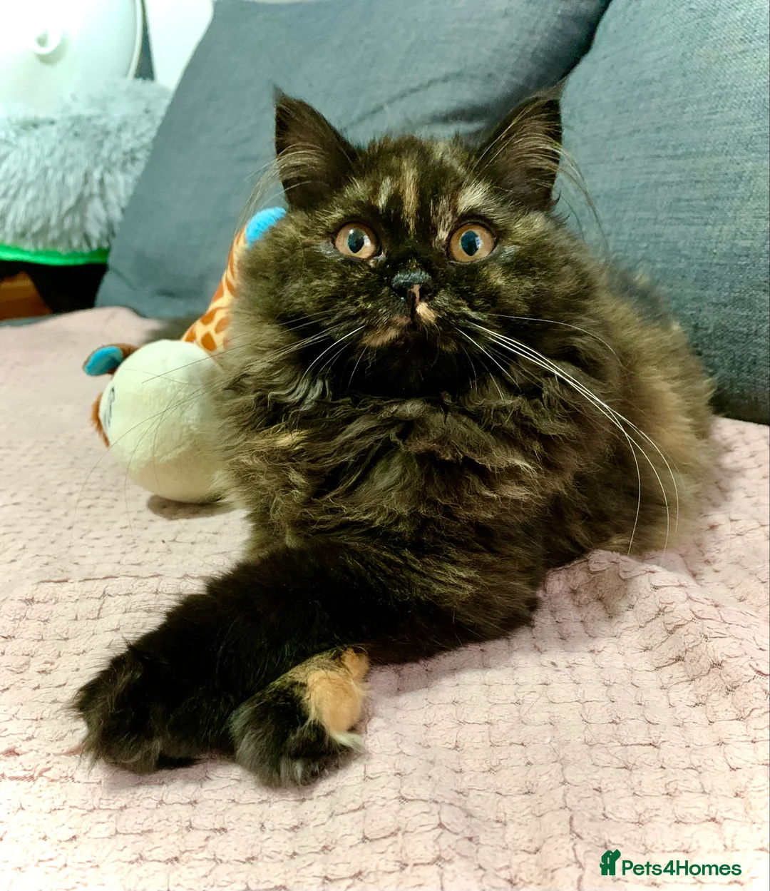 Gallery Image {{count}}