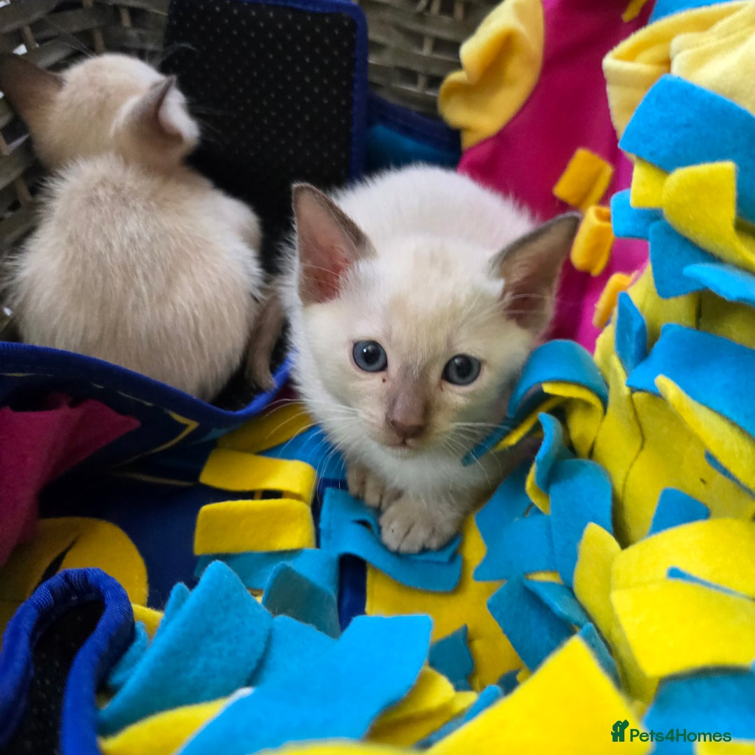 Tonkinese cats for sale: Registered, pedigree 1st generation,  VET checked  - Image 14