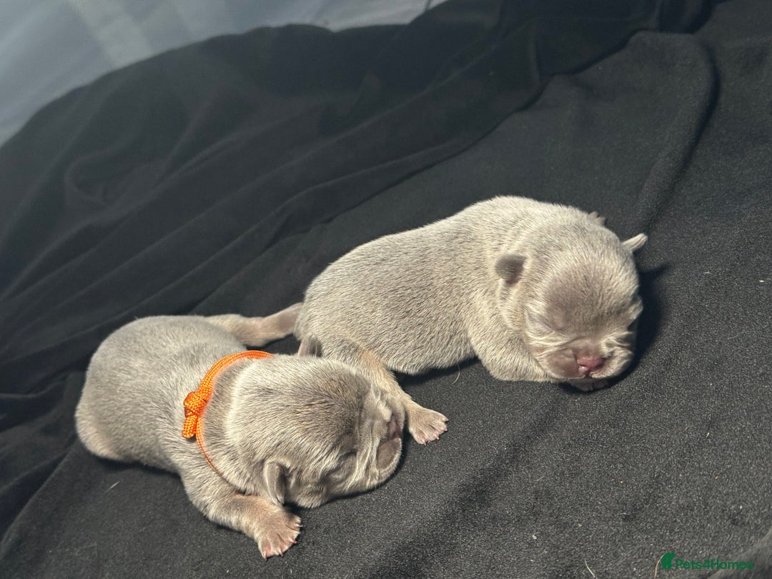 French Bulldog dogs for sale: KC Fluffy Carriers Isabella French Bulldogs puppy - Image 8