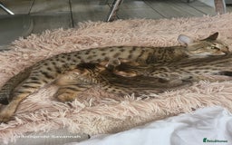 Savannah cats for sale: Britishpride F7 Savannah Kittens Male and female  - Image 11