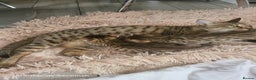 Savannah cats for sale: Britishpride F7 Savannah Kittens Male and female  - Advert 11