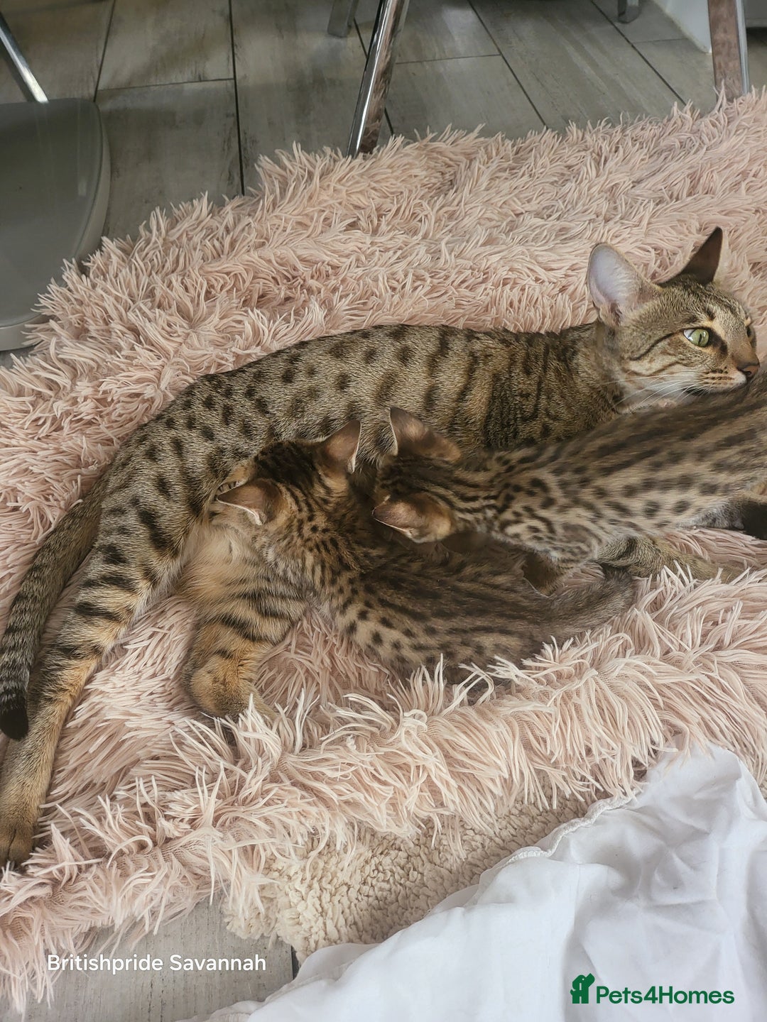 Savannah cats for sale: Britishpride F7 Savannah Kittens Male and female  - Image 11