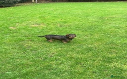 Miniature Dachshund dogs for stud: Looking for wife! Mini Wirehaired Dachshund - Image 21