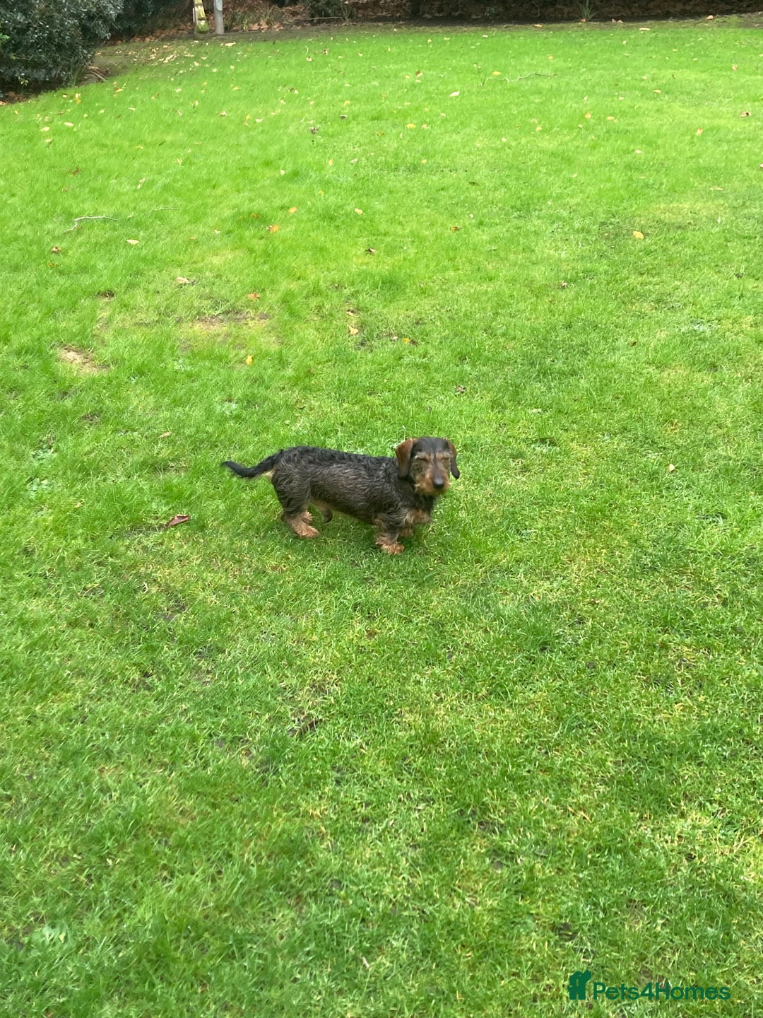 Miniature Dachshund dogs for stud: Looking for wife! Mini Wirehaired Dachshund - Image 21
