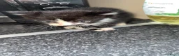 Mixed Breed cats for sale: Cute kittens  - Advert 3