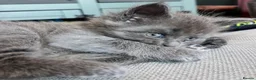 Maine Coon cats for sale: 5 Beautiful half Maine coon kittens  in Aldershot - Advert 27