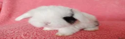 Mini Lop rabbits for sale: Baby mini lops for sale  - Advert 2