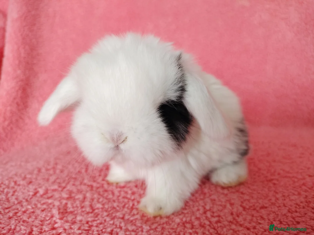 Mini Lop rabbits for sale: Baby mini lops for sale  - Advert 2