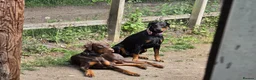 Dobermann dogs for sale: 7 Beautiful Dobermann puppies of mixed colours. in Reading - Advert 1