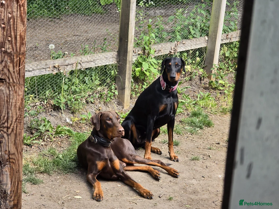 Dobermann dogs for sale: 7 Beautiful Dobermann puppies of mixed colours. in Reading - Advert 1