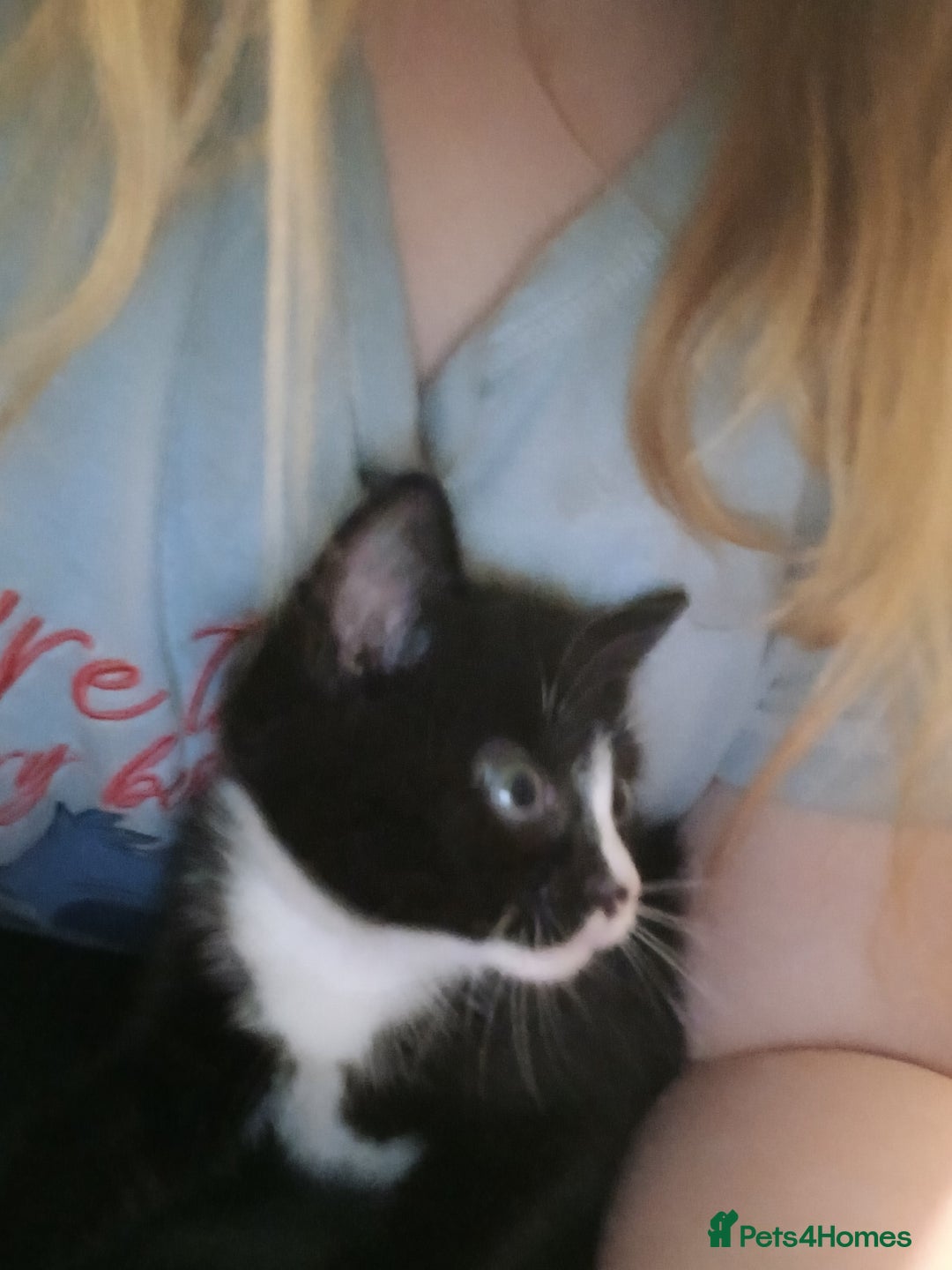 Mixed Breed cats for sale: 3 female kittens 1 male - Image 5