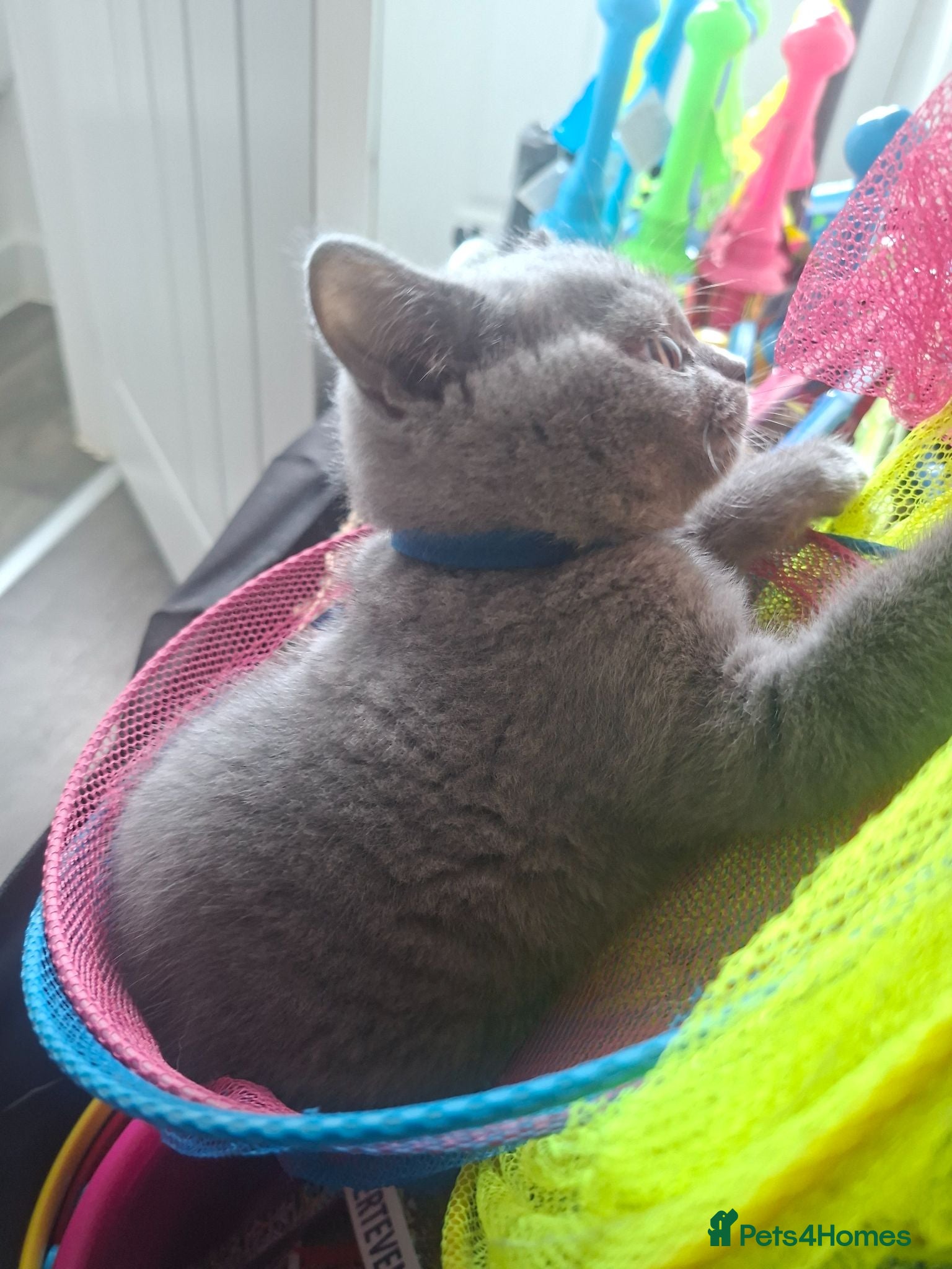 British Shorthair cats  Ready to leave 100% Pedigree - Advert 2