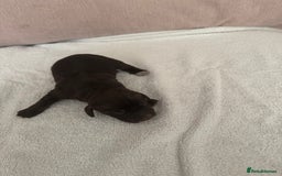 Cocker Spaniel dogs for sale: Cocker spaniel Puppies  - Advert 5