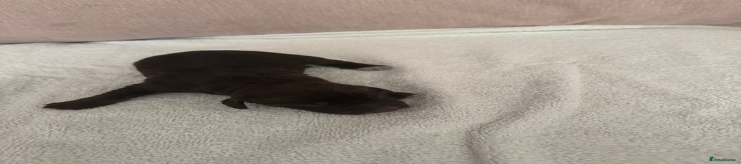 Cocker Spaniel Puppy Snoop