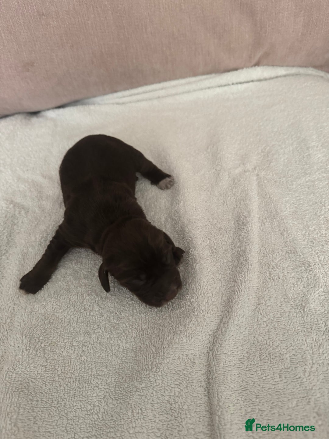 Cocker Spaniel dogs for sale: Cocker spaniel Puppies  - Advert 5