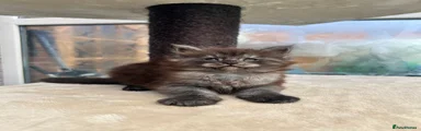 Maine Coon 4