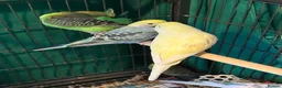 Budgerigars birds for sale: 8 week old baby budgies available in Runcorn - Advert 5