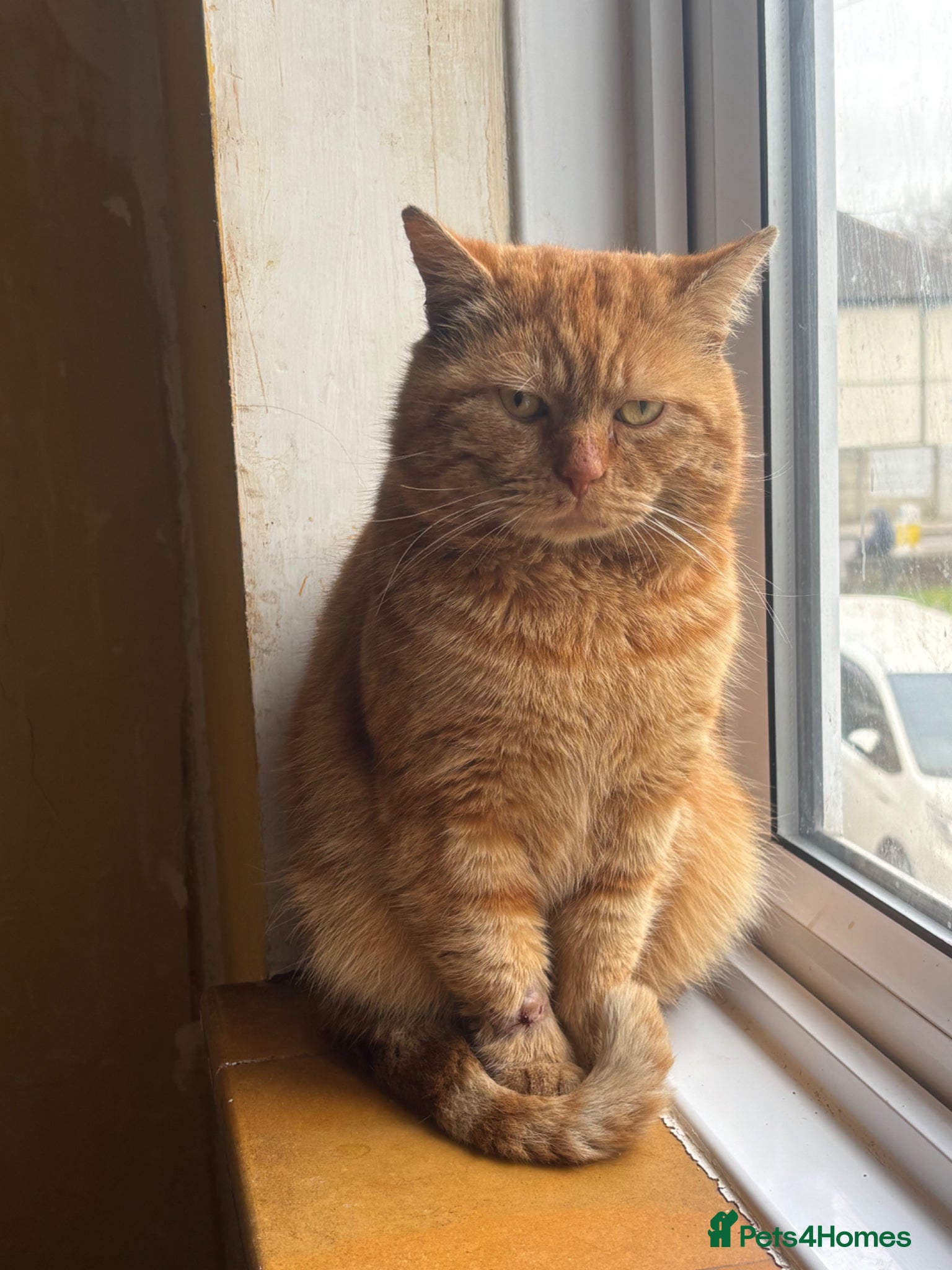 Mixed Breed cats Adopt From Cats in Crisis East London  - Advert 1