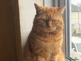 Mixed Breed cats Adopt From Cats in Crisis East London - Advert 1