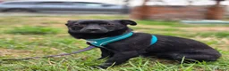Mixed Breed dogs for adoption: ❤️🐶 MONICA – PURE AFFECTION IN A SMALL BODY in Burton-on-Trent - Advert 7