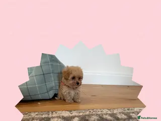 Maltipoo dogs F1 Maltipoo Puppies - Advert 13