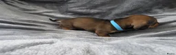 Miniature Dachshund dogs for sale: KC Miniature Dachshunds - Advert 12