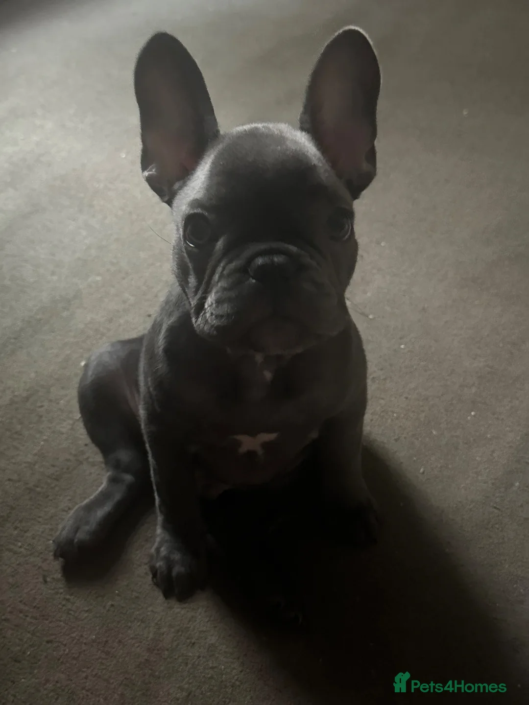 French Bulldog dogs for sale: 23 Month old French Bulldog for rehoming in Colchester - Advert 9