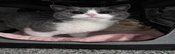 British Shorthair cats for sale: CHAMPION BLOODLINE BI-COLOURS - Advert 3