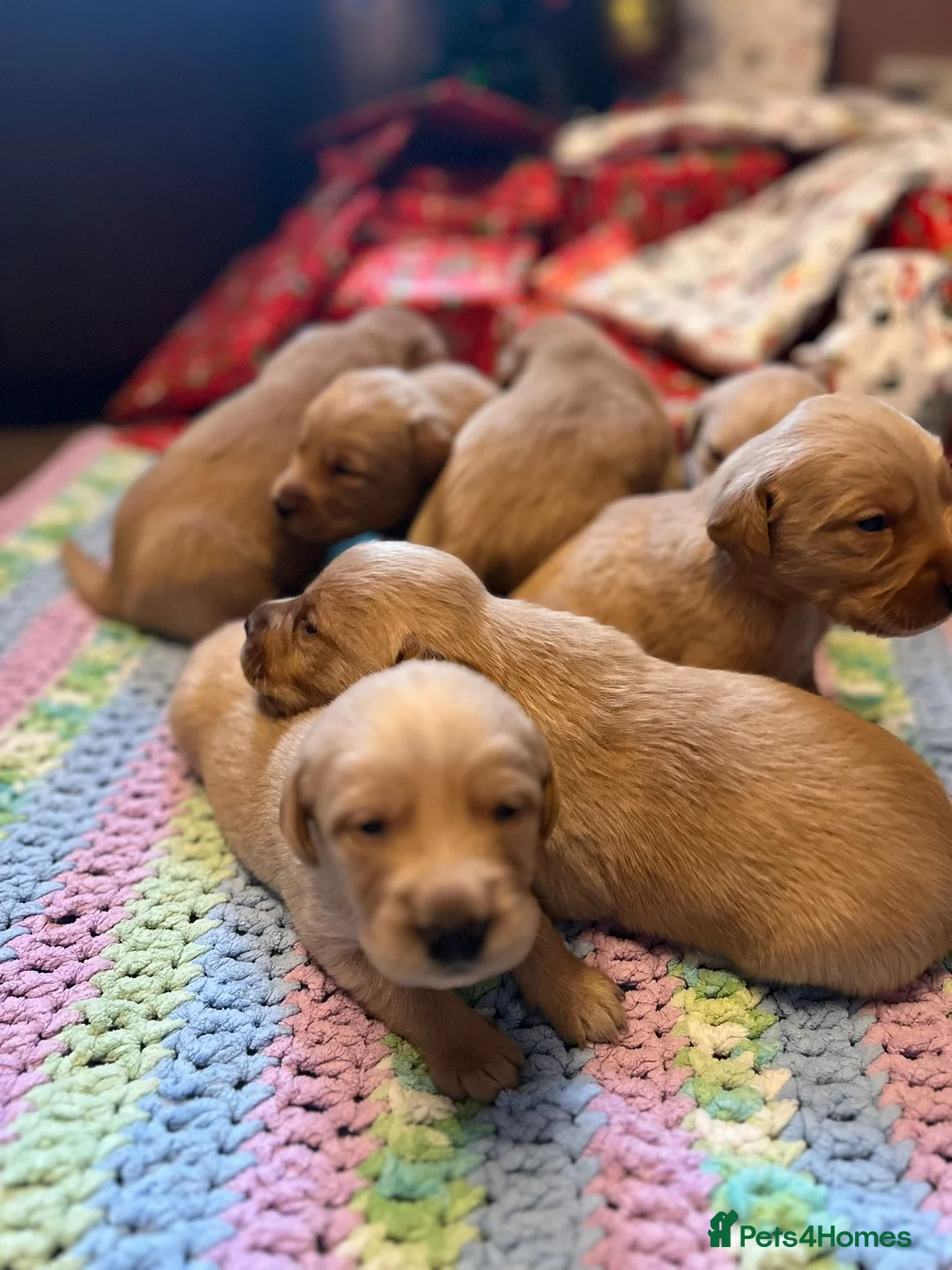 Labrador Retriever dogs for stud: 🍁Proven Fox Red Labrador for STUD 🍁 in Ibstock - Advert 7