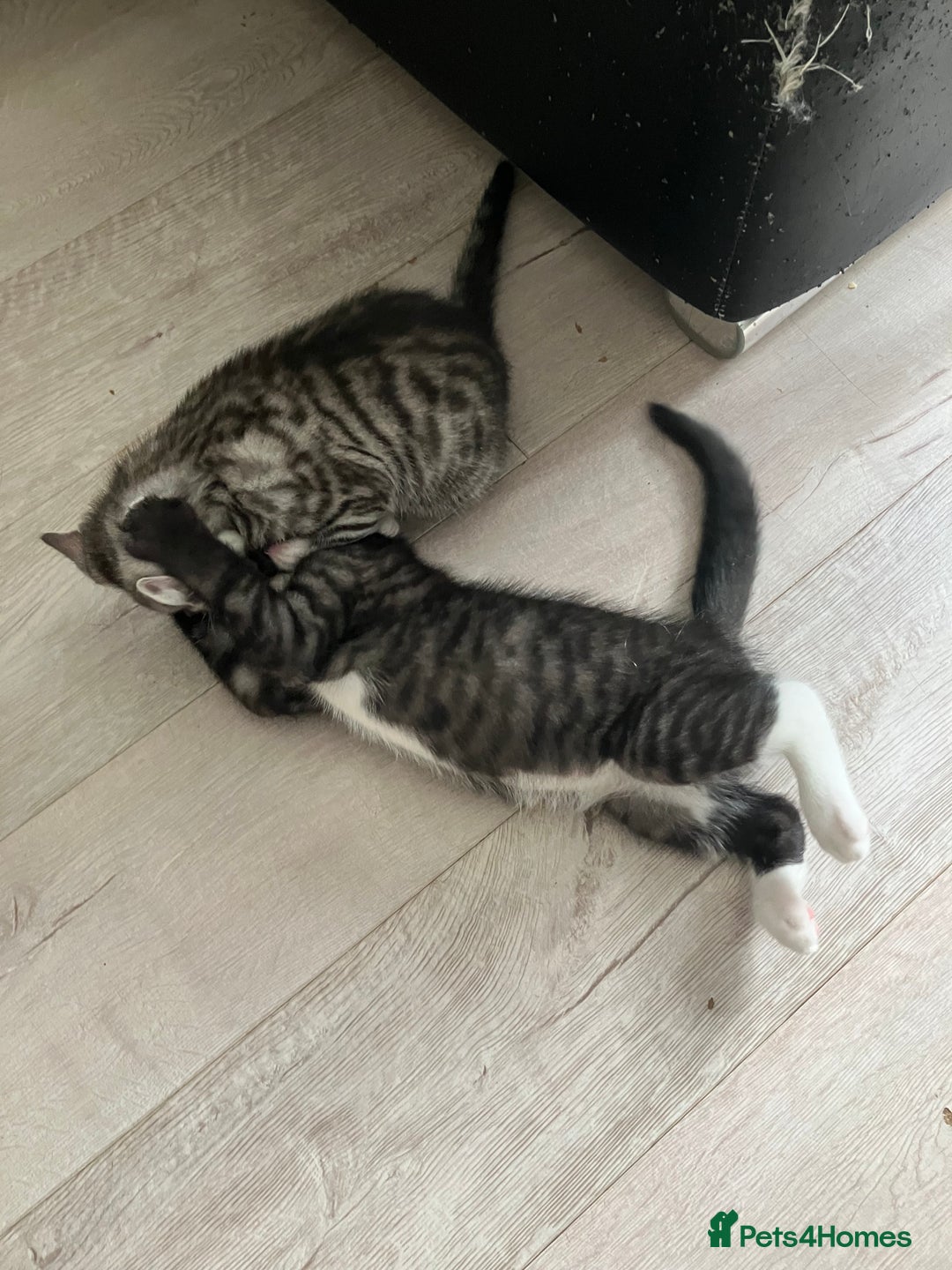 Russian Blue cats for sale: Silver tabby black tabby kittens  - Image 19