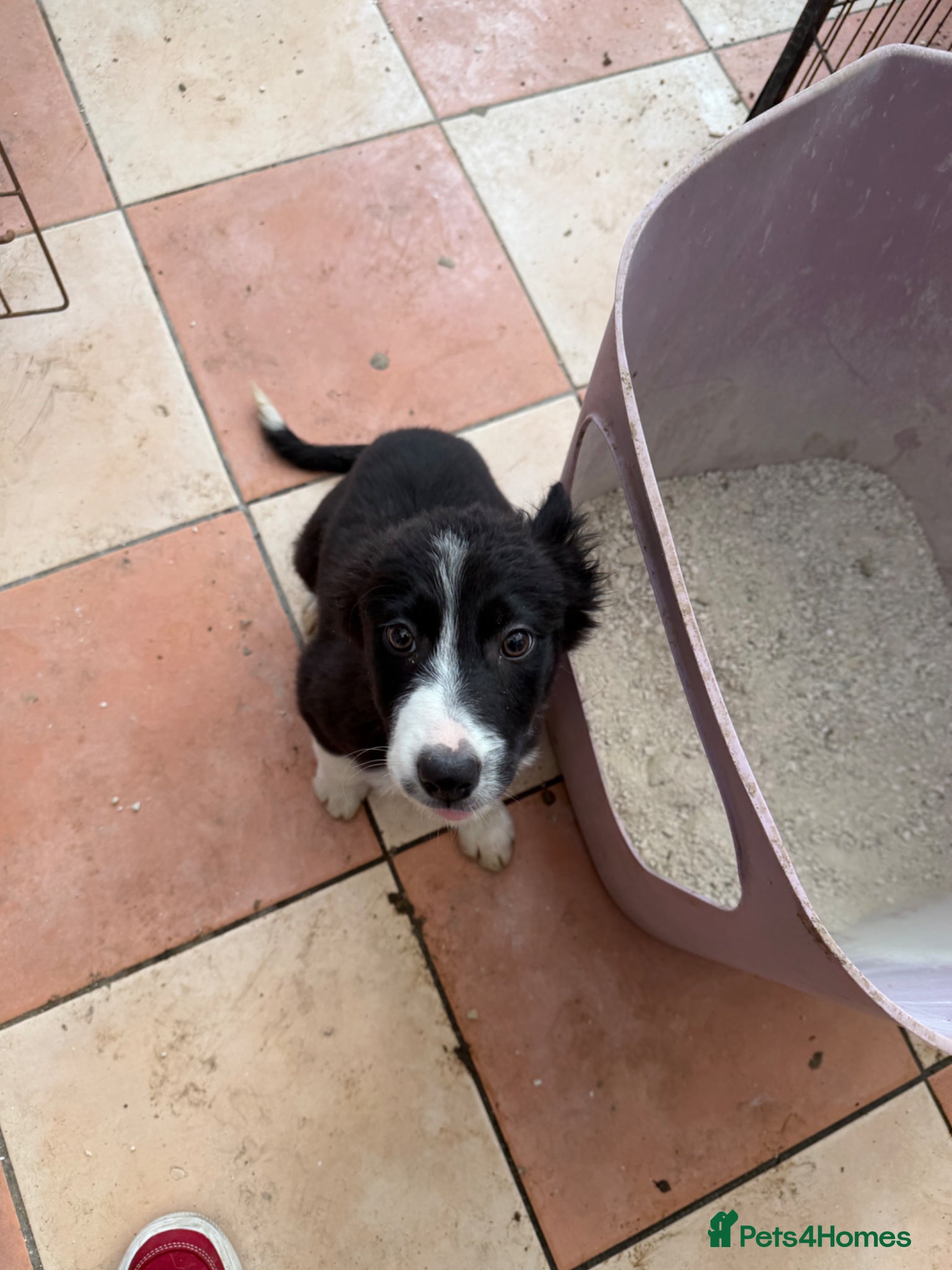 Border Collie dogs Pure breed Border collie puppies  - Advert 5