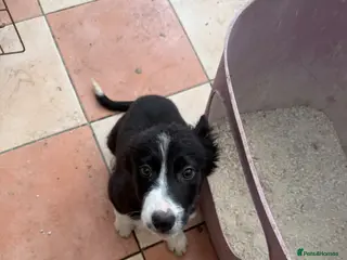 Border Collie dogs Pure breed Border collie puppies - Advert 5