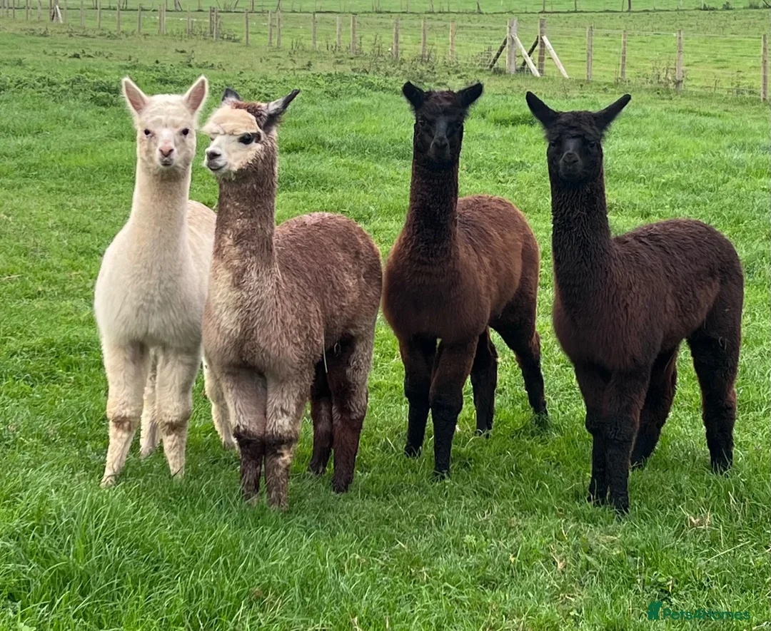 Alpaca livestock for sale: Alpca cria looking for forever homes in Caldicot - Advert 2