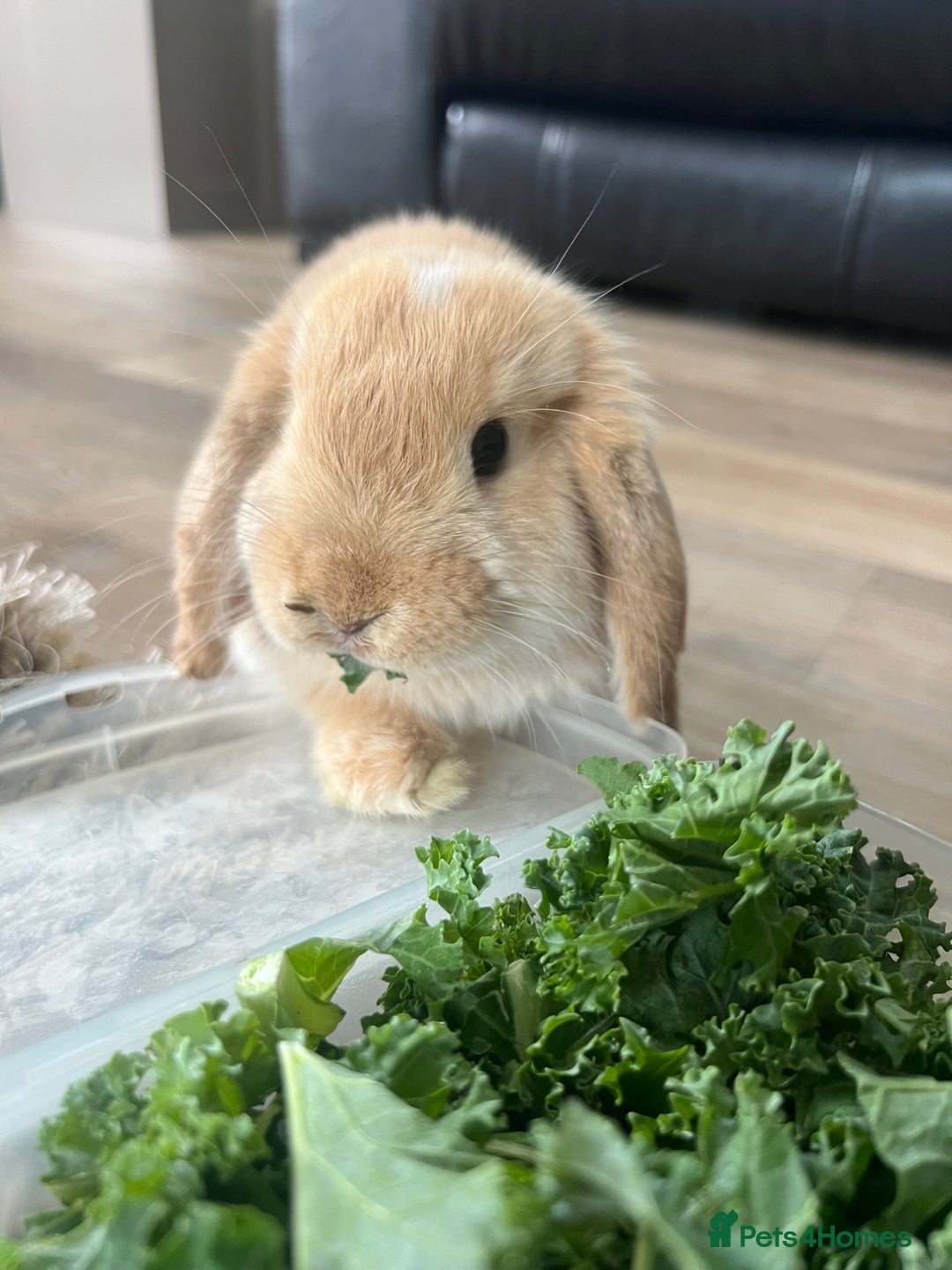 Dwarf Lop rabbits for sale: Female Dwarf Lop - Image 5
