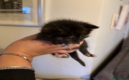 Mixed Breed cats for sale: Lovely mixed breed Kitrens for sale.  - Image 18