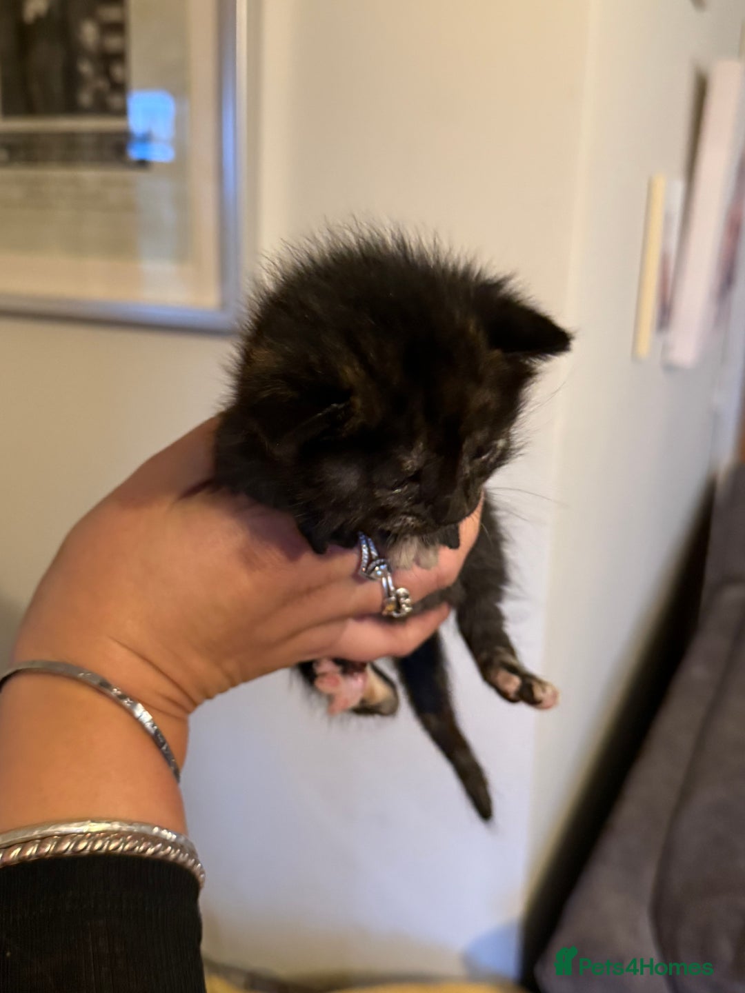 Mixed Breed cats for sale: Lovely mixed breed Kitrens for sale.  - Image 18