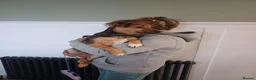 Mixed Breed dogs for adoption: 🐾🧡 ROCCO – A FRIENDLY BOY FULL OF CHARACTER 🧡🐾 - Advert 8